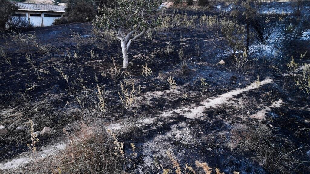 حرائق الغابات في الجزائر تسفر عن 12 قتيلا و54 مصابا